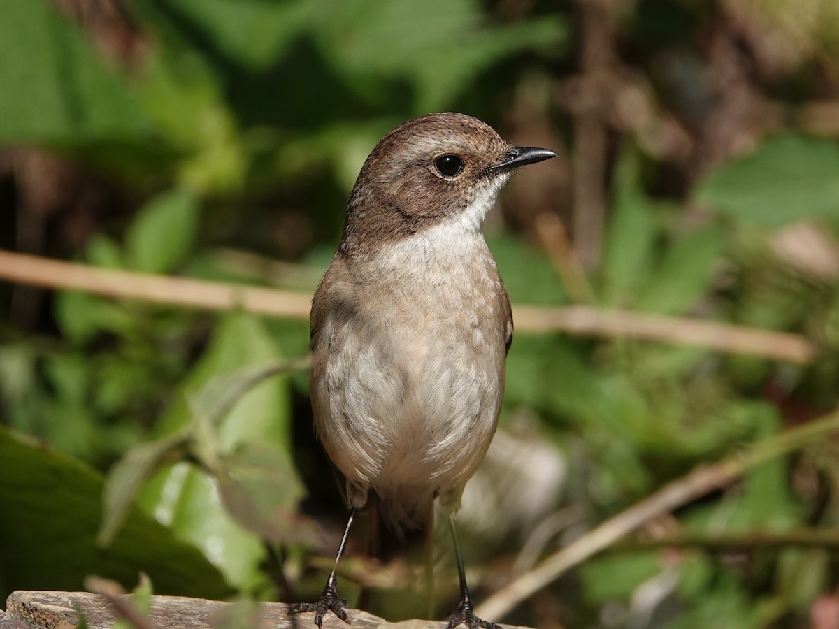 Gray Bushchat - ML636883748