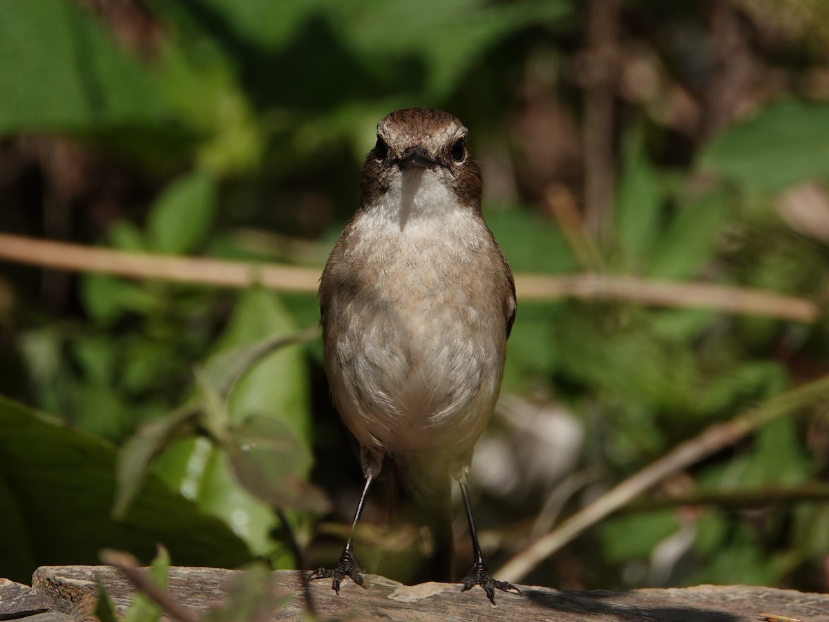 Gray Bushchat - ML636883749