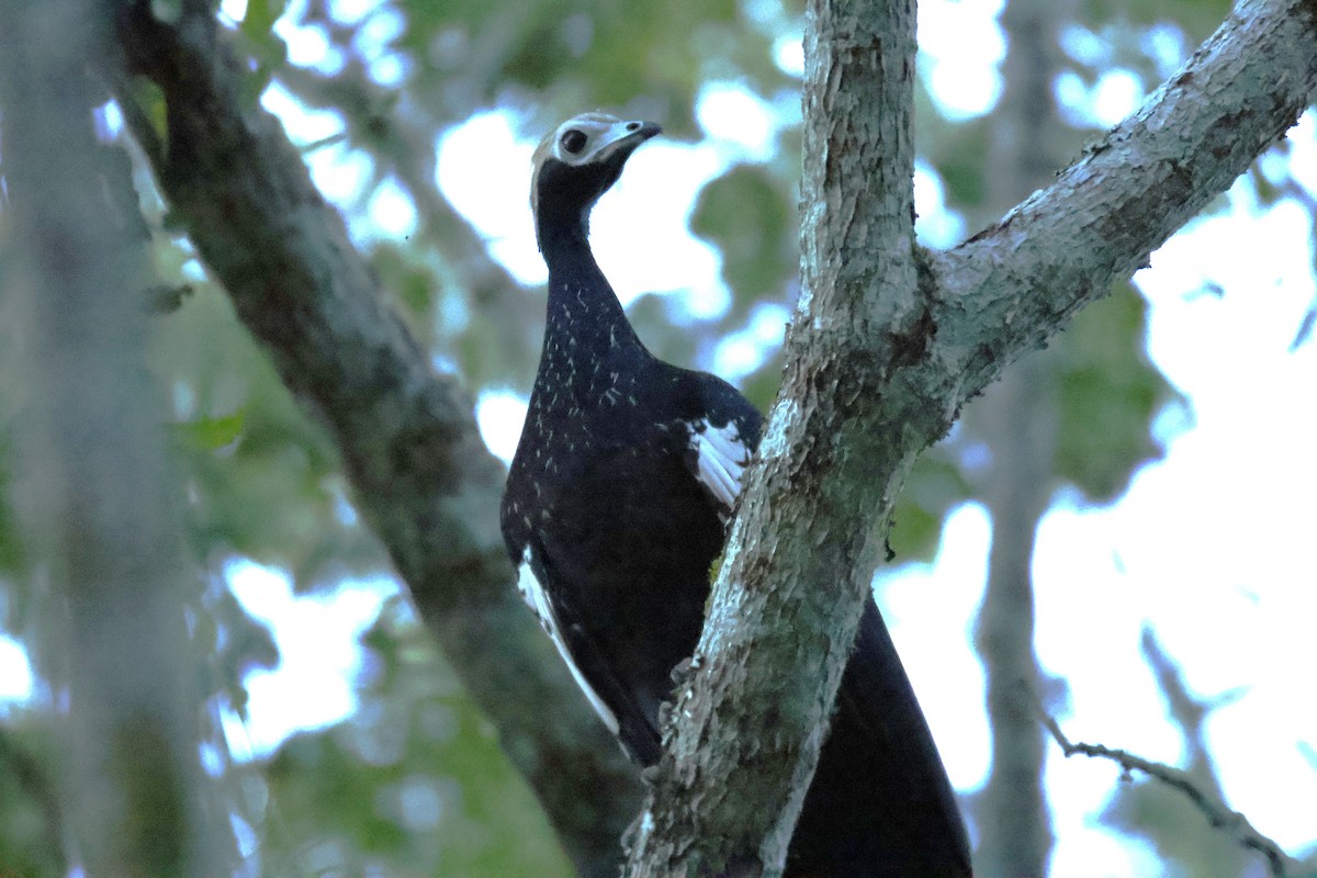 Blue-throated Piping-Guan - ML636883750