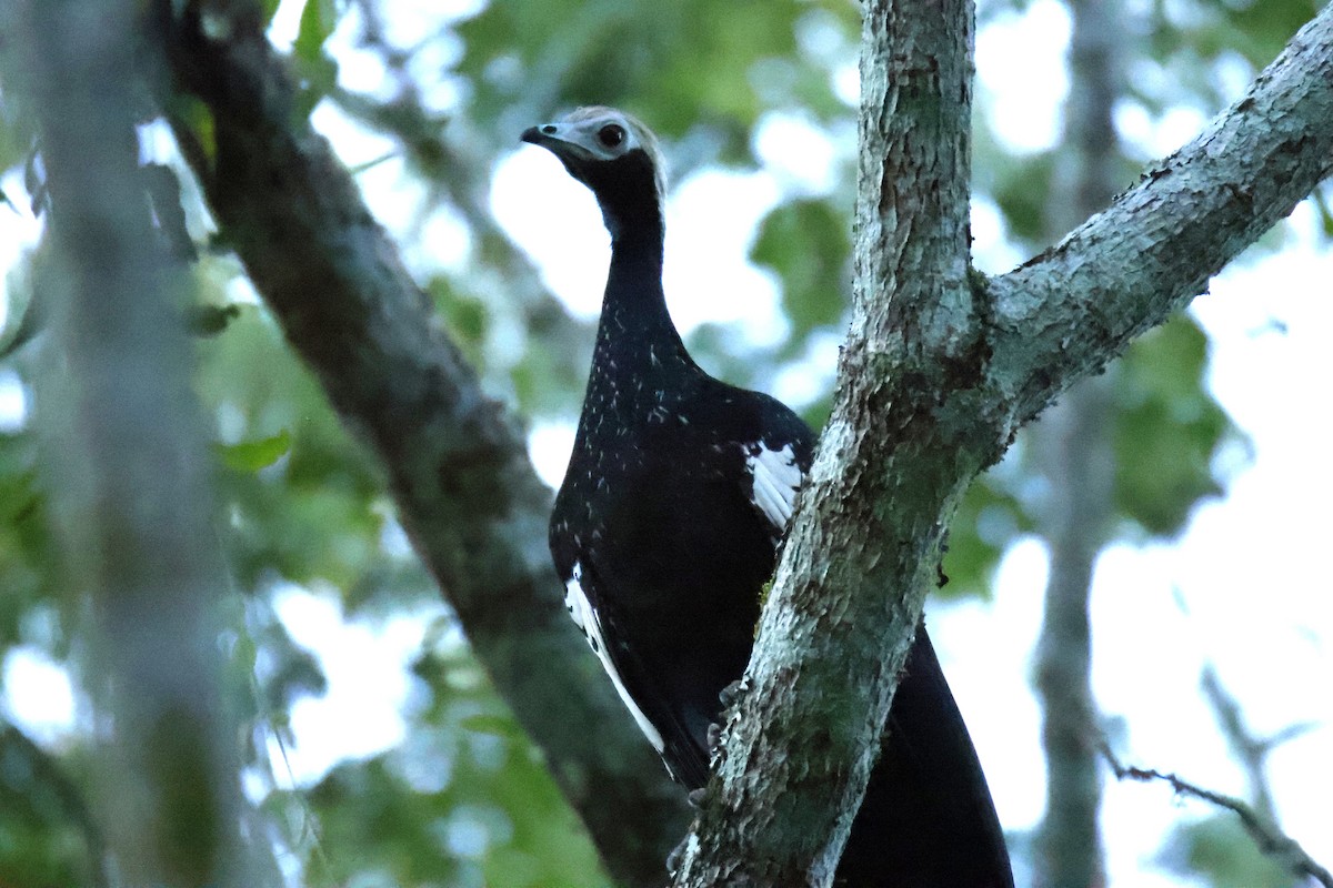 Blue-throated Piping-Guan - ML636883751