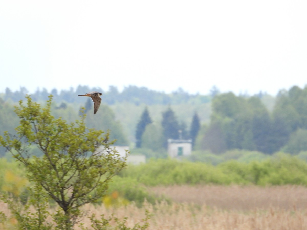 Eurasian Hobby - ML636883920