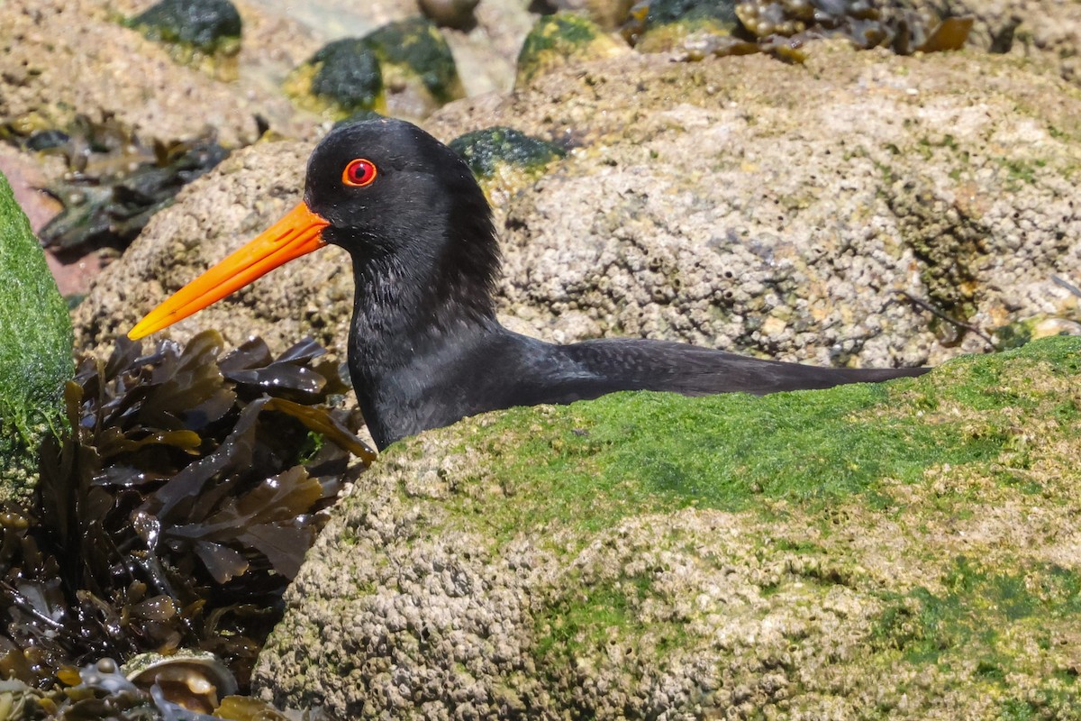 Eurasian Oystercatcher - ML636884018