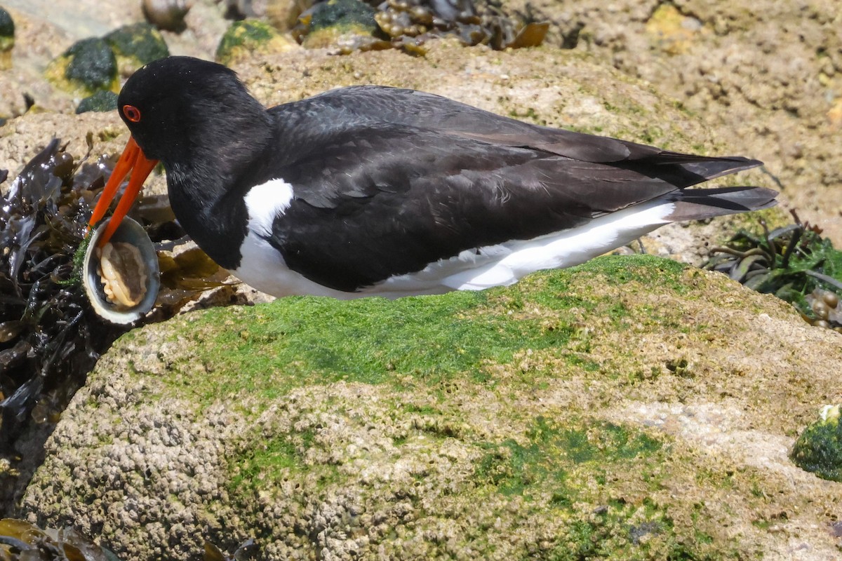 Eurasian Oystercatcher - ML636884019