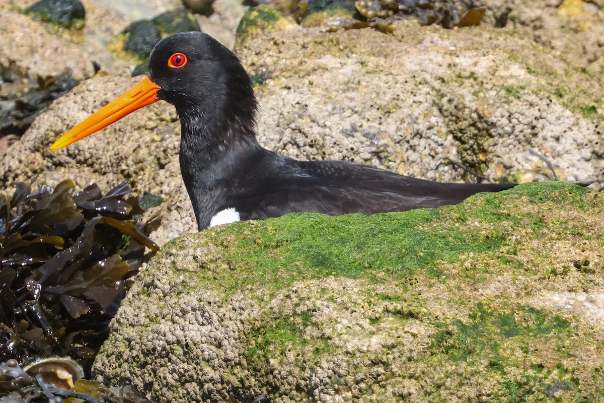 Eurasian Oystercatcher - ML636884020