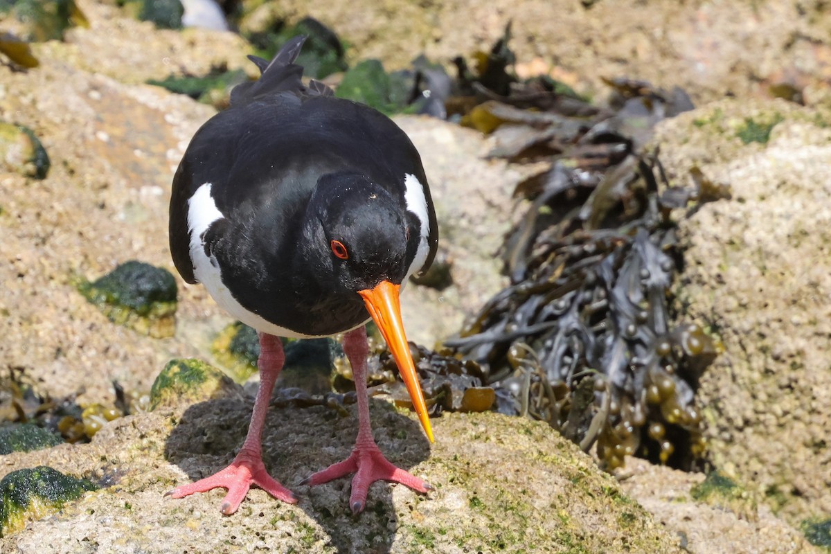Eurasian Oystercatcher - ML636884021