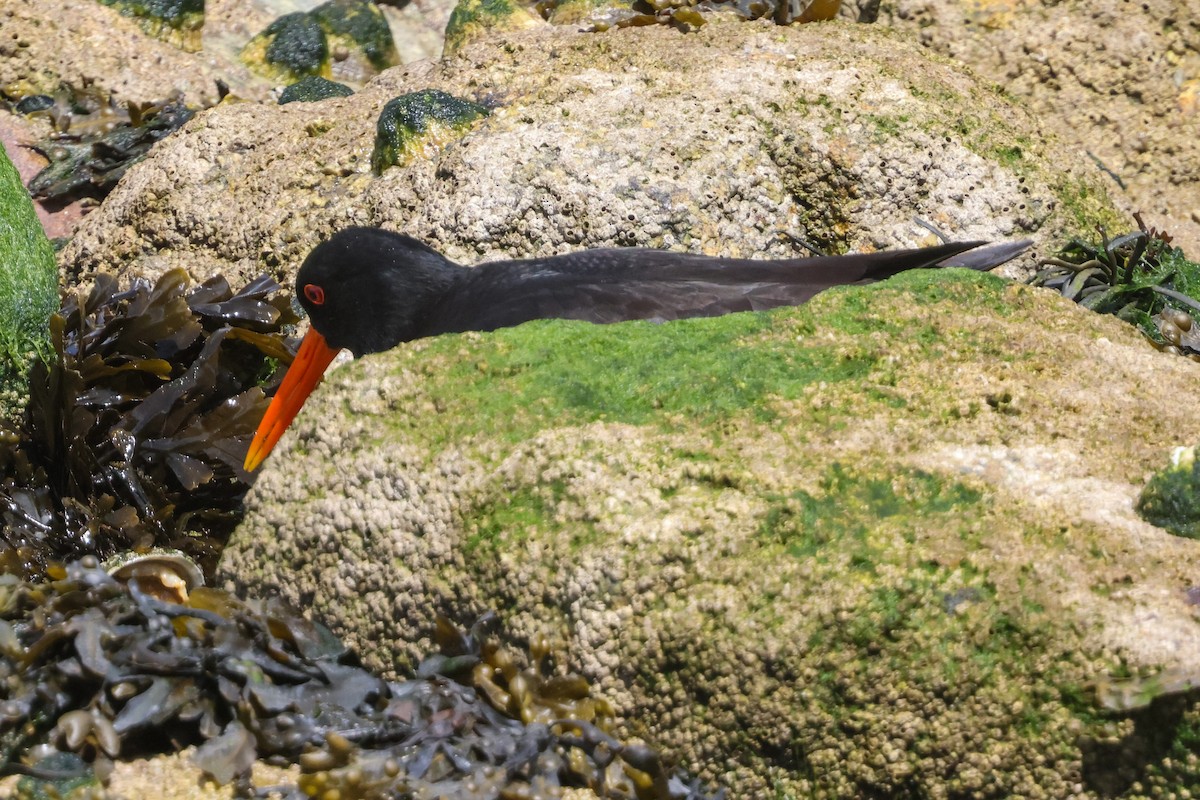 Eurasian Oystercatcher - ML636884022