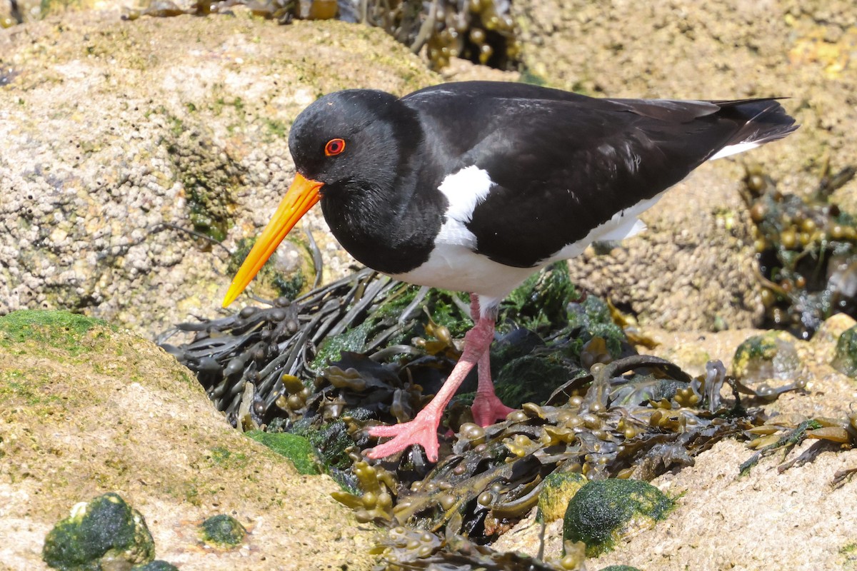 Eurasian Oystercatcher - ML636884024