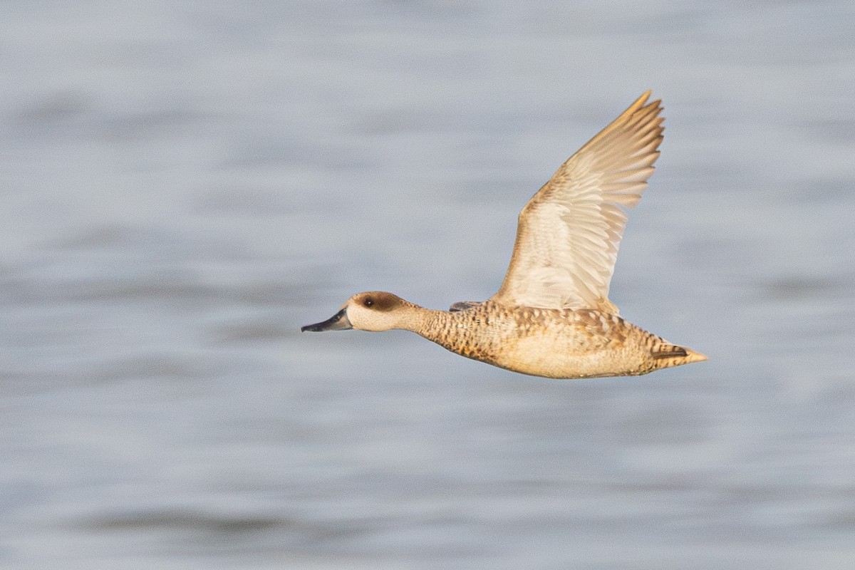 Marbled Duck - ML636884097