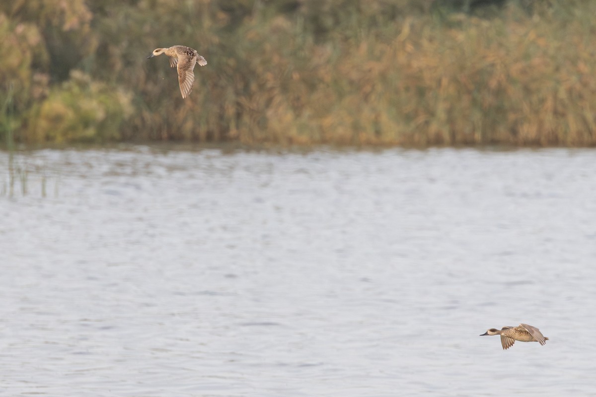 Marbled Duck - ML636884098
