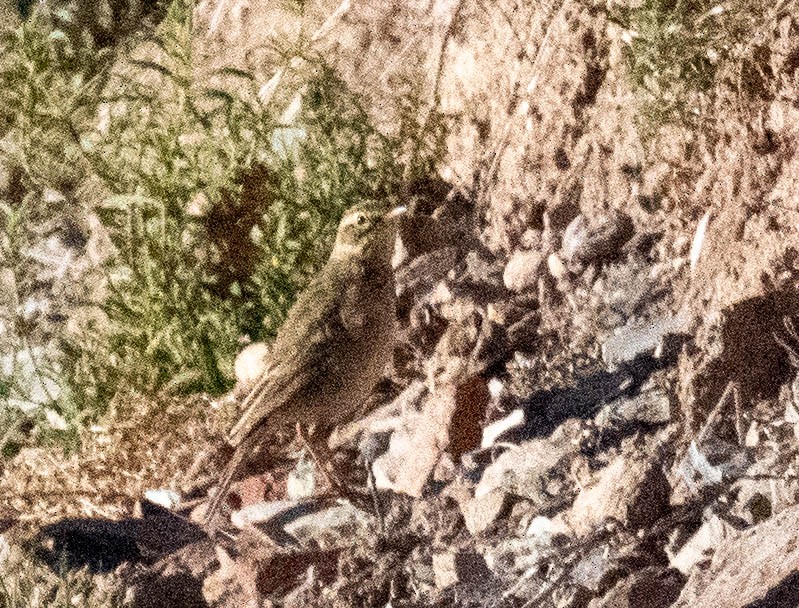 Nicholson's Pipit - ML636884160