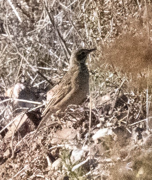Nicholson's Pipit - ML636884161