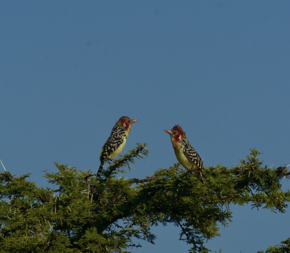 Red-and-yellow Barbet - ML636884165