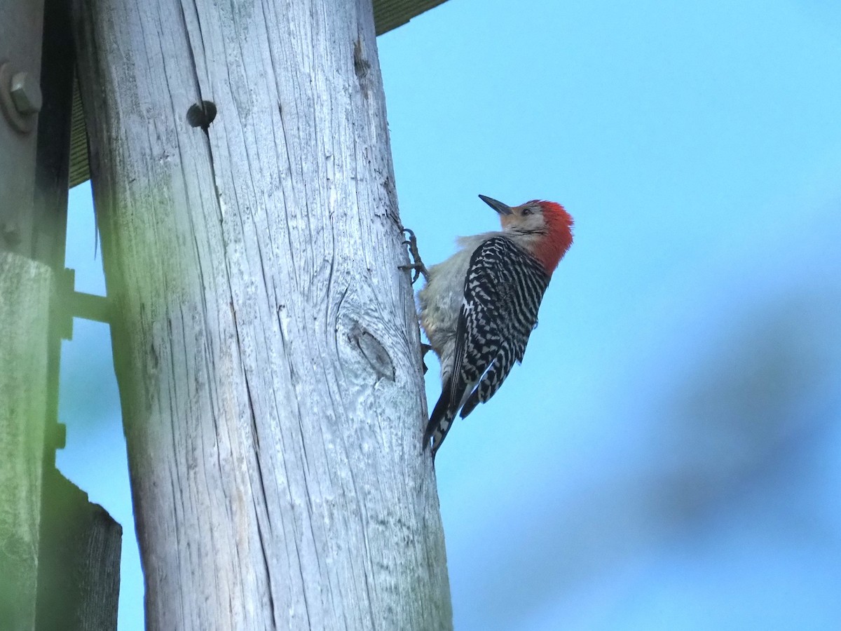 Red-bellied Woodpecker - ML636884179