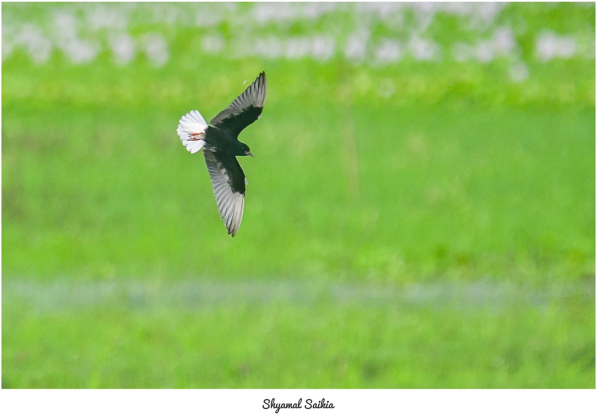 White-winged Tern - ML636884212