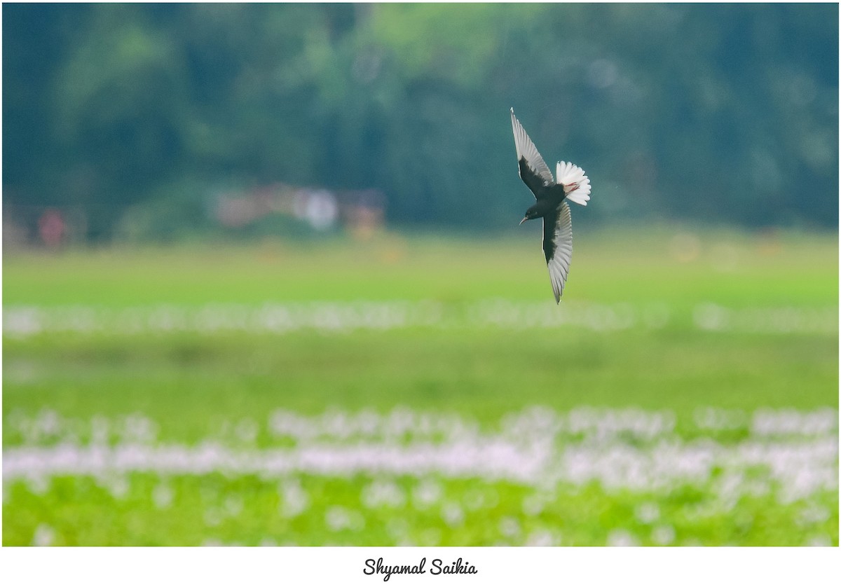 White-winged Tern - ML636884213