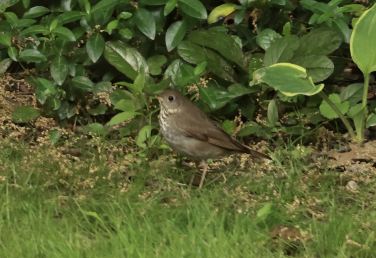 Gray-cheeked Thrush - ML636884341