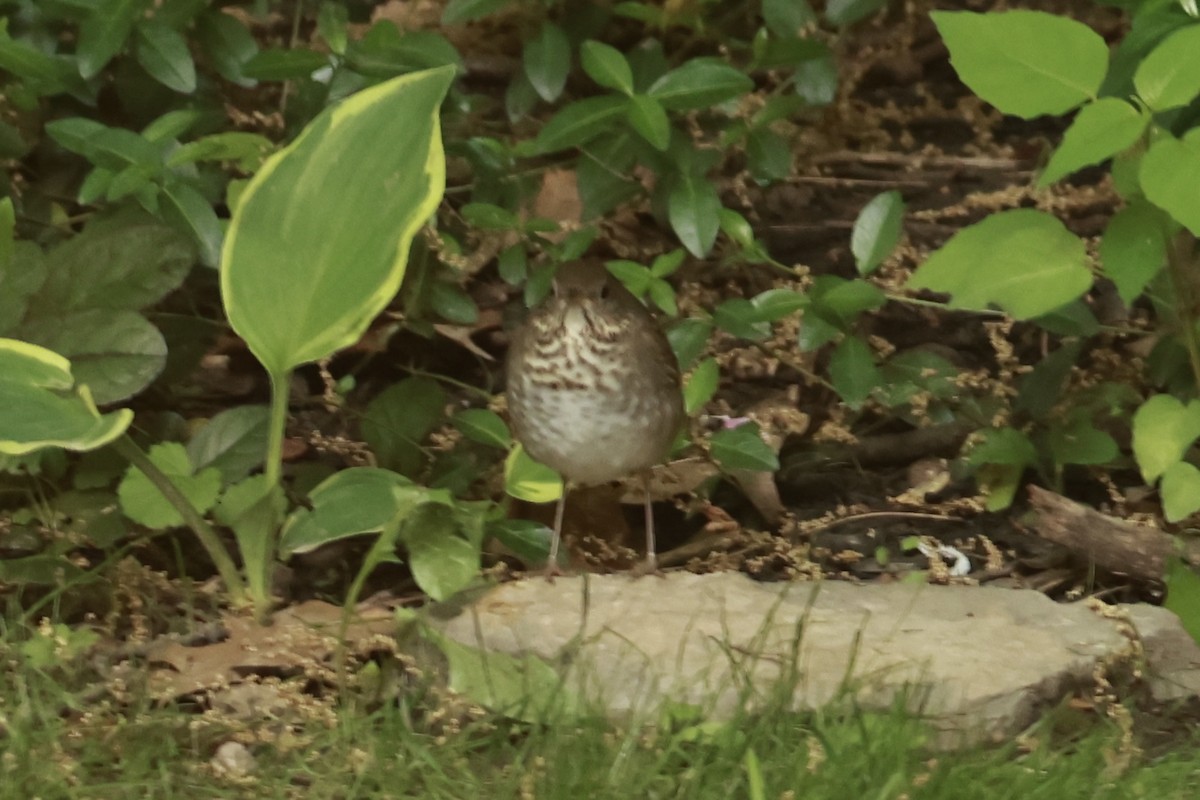 Gray-cheeked Thrush - ML636884342