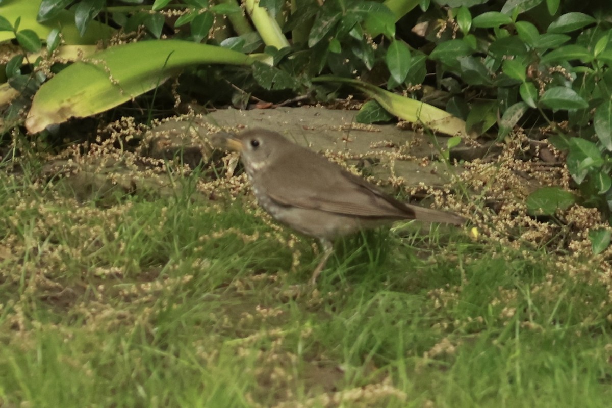 Gray-cheeked Thrush - ML636884343