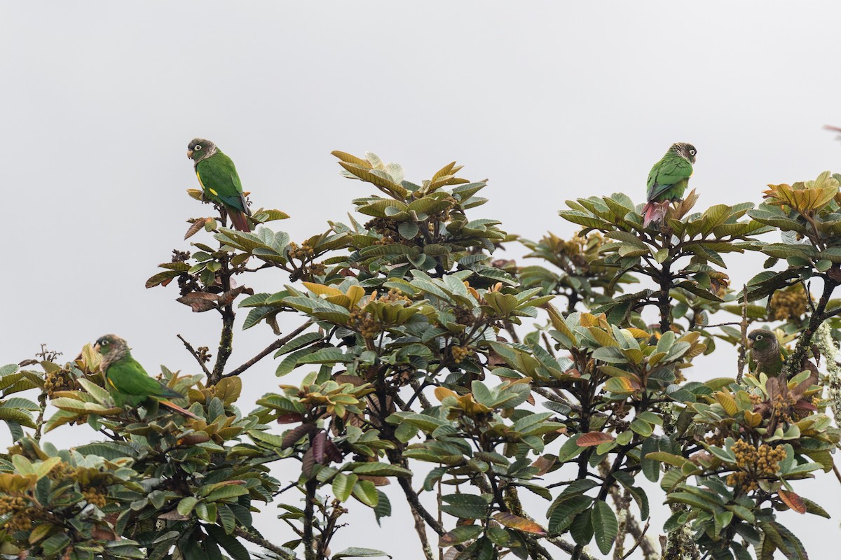 Brown-breasted Parakeet - ML636884653