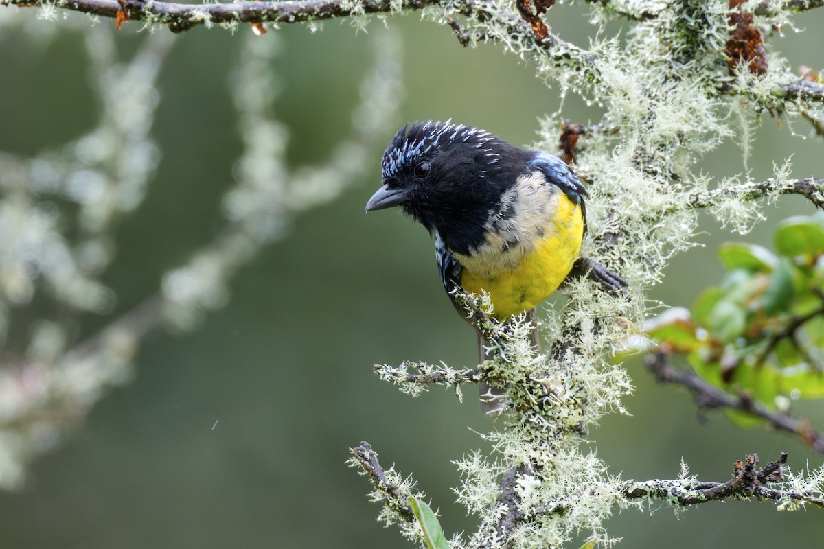 Buff-breasted Mountain Tanager - ML636884699