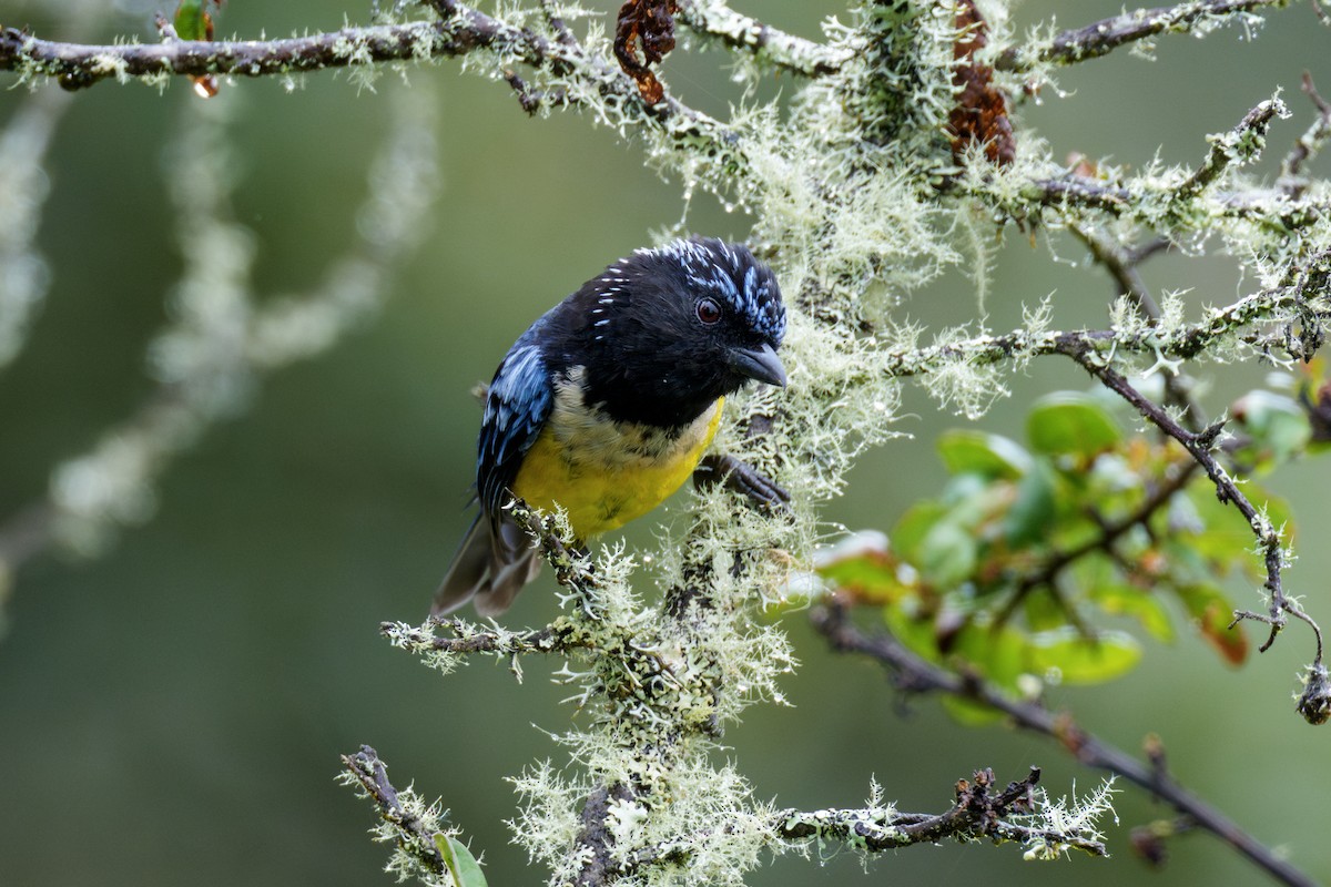 Buff-breasted Mountain Tanager - ML636884700