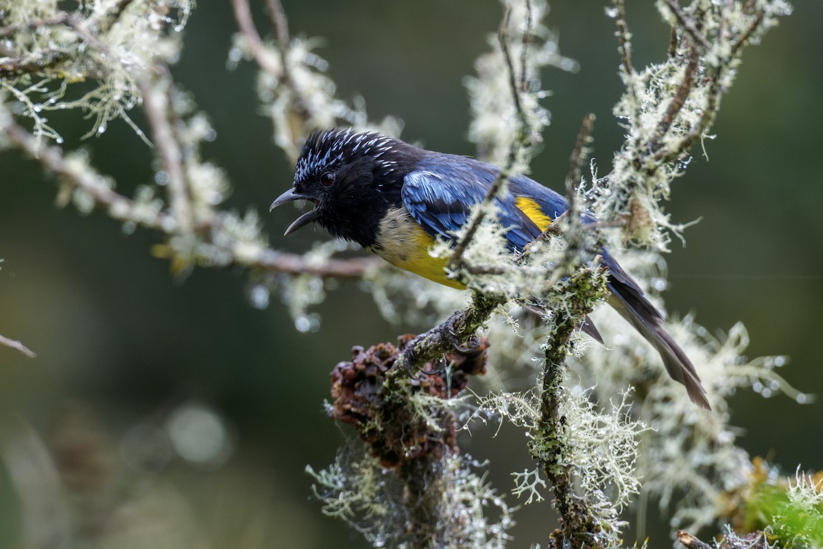 Buff-breasted Mountain Tanager - ML636884701