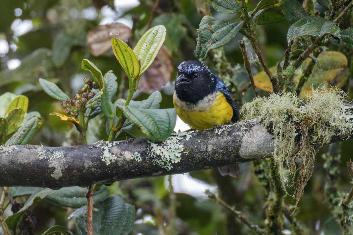 Buff-breasted Mountain Tanager - ML636884702