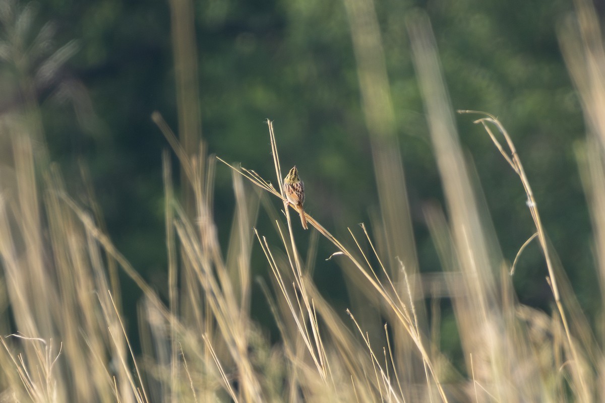 Henslow's Sparrow - ML636884720