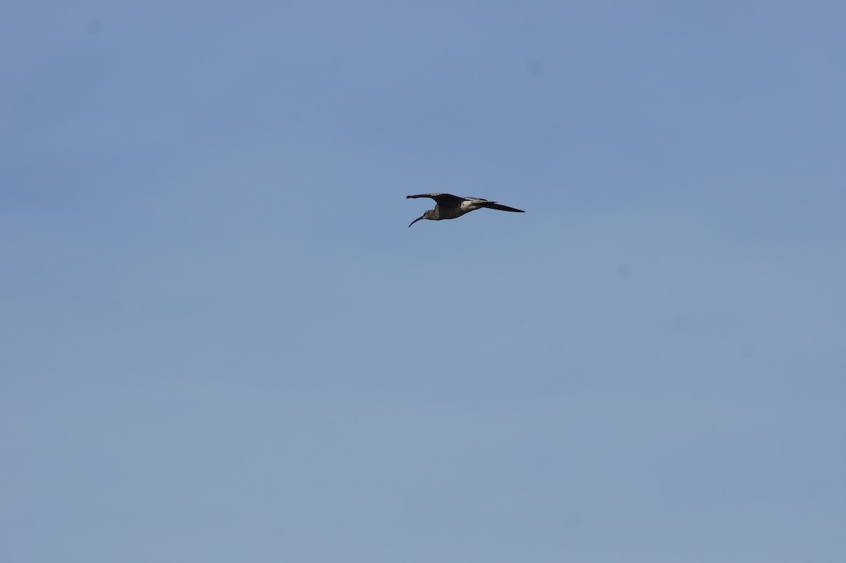 Whimbrel - ML636884806