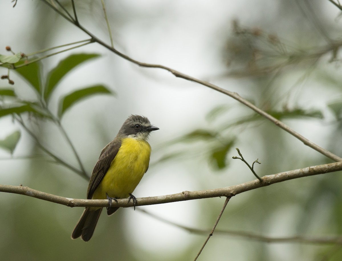 Gray-capped Flycatcher - ML63688481