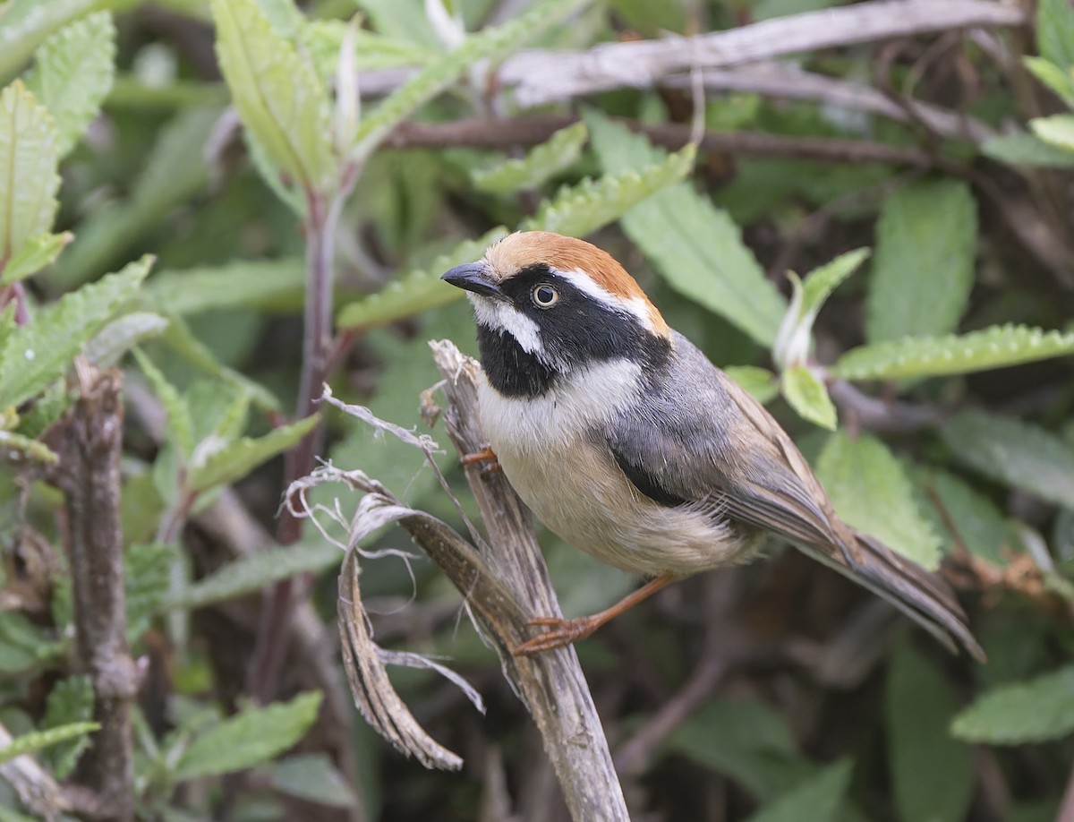 Black-throated Tit - ML636884820