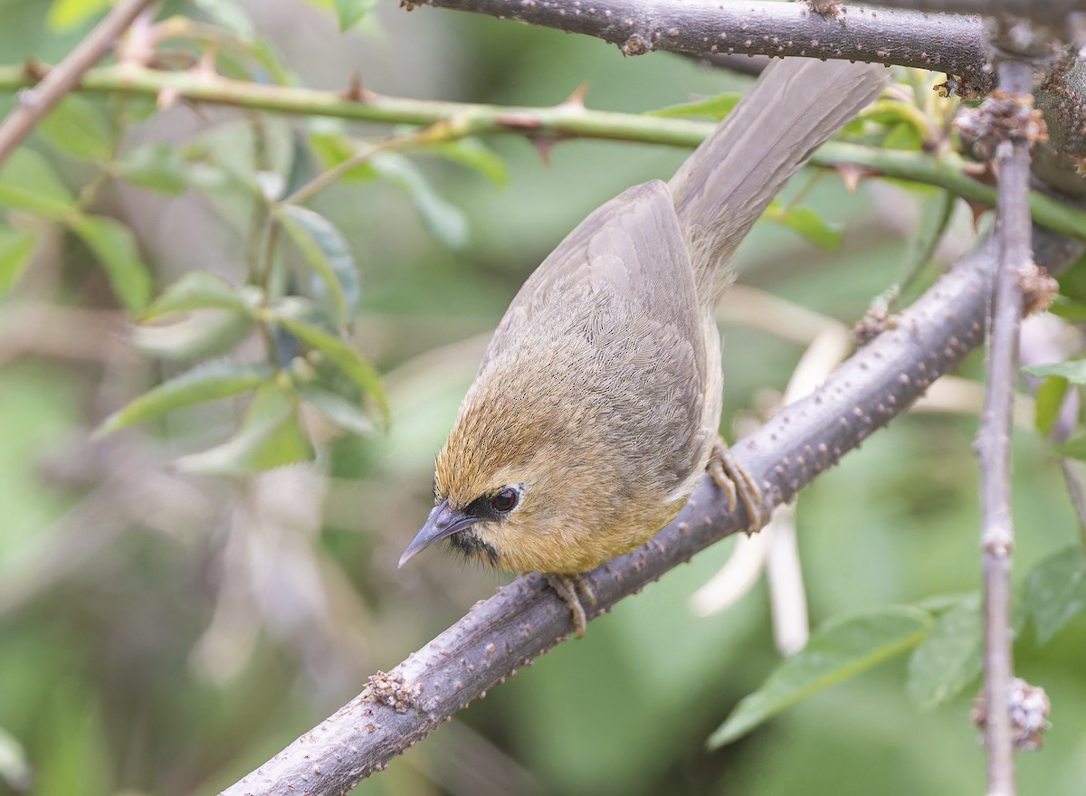 Black-chinned Babbler - ML636884837