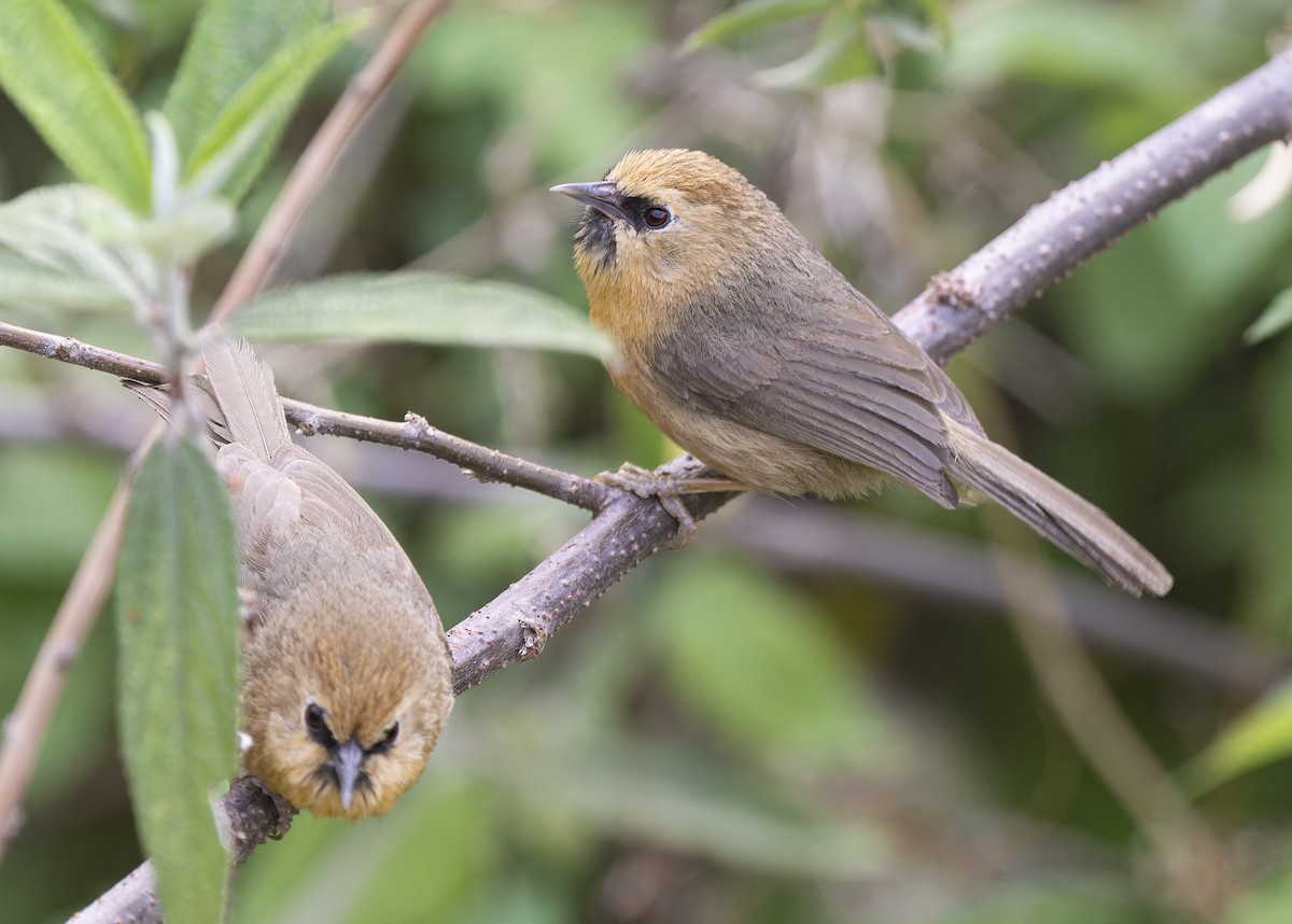 Black-chinned Babbler - ML636884838