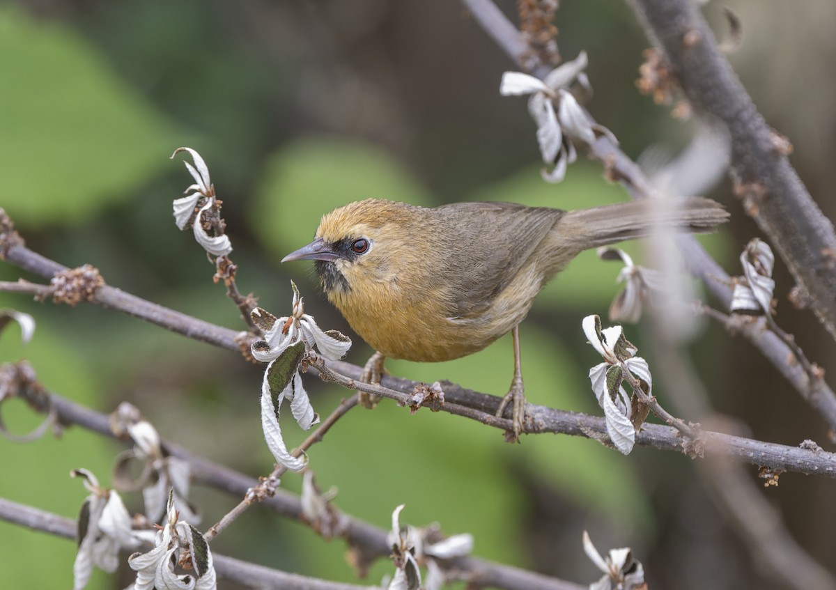 Black-chinned Babbler - ML636884839