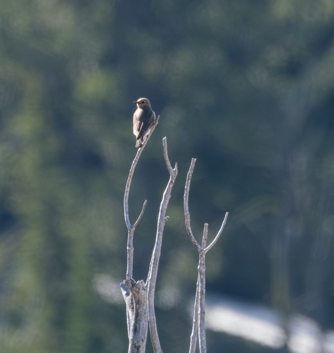 Mountain Bluebird - ML636884901