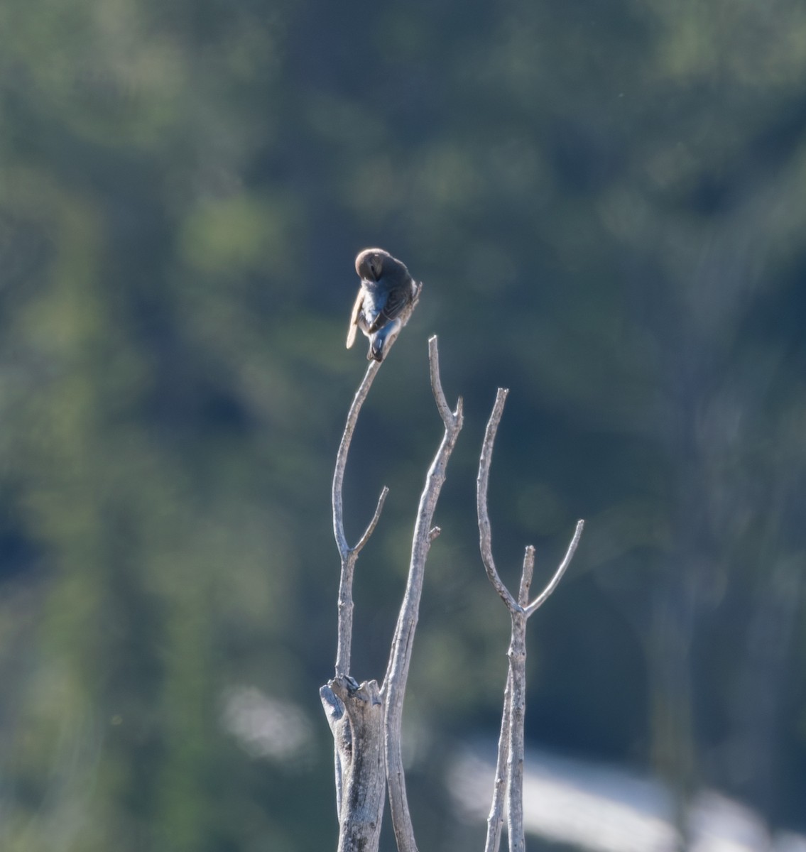 Mountain Bluebird - ML636884902