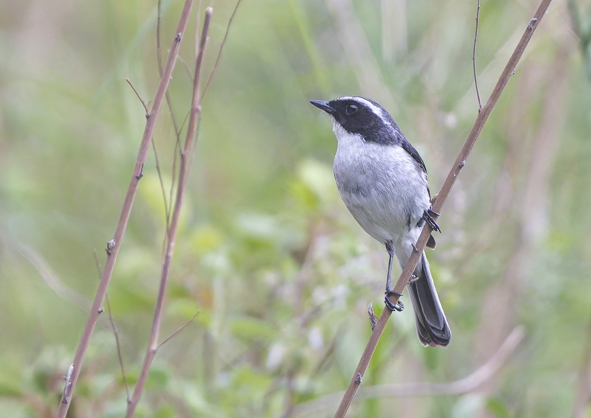 Gray Bushchat - ML636884938