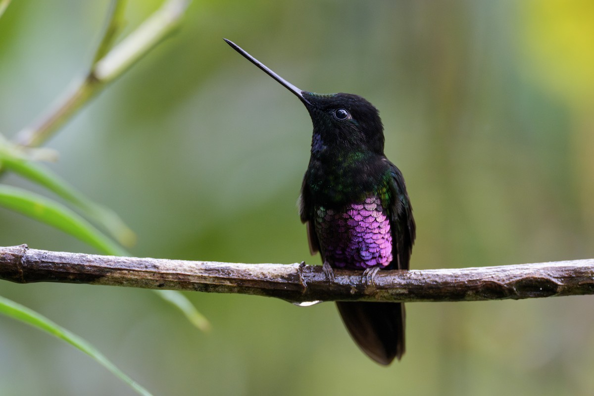 Blue-throated Starfrontlet - ML636884947