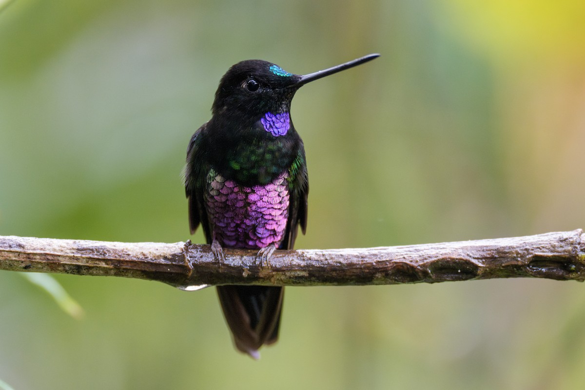 Blue-throated Starfrontlet - ML636884948