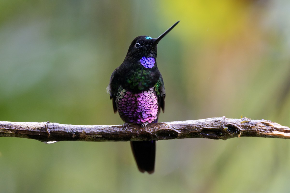 Blue-throated Starfrontlet - ML636884950