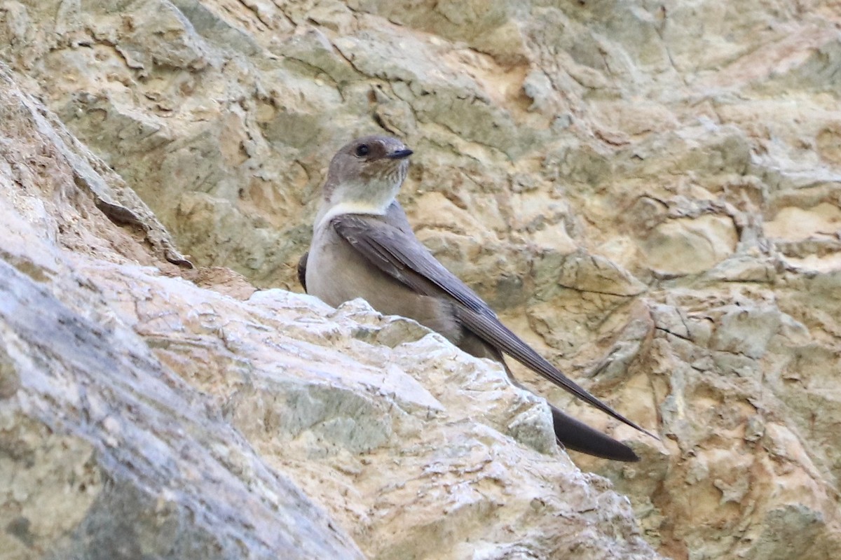 Haitz-enara eurasiarra - ML636884961