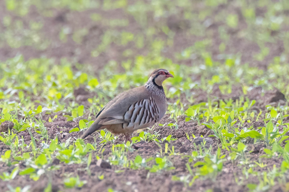 アカアシイワシャコ - ML636884994