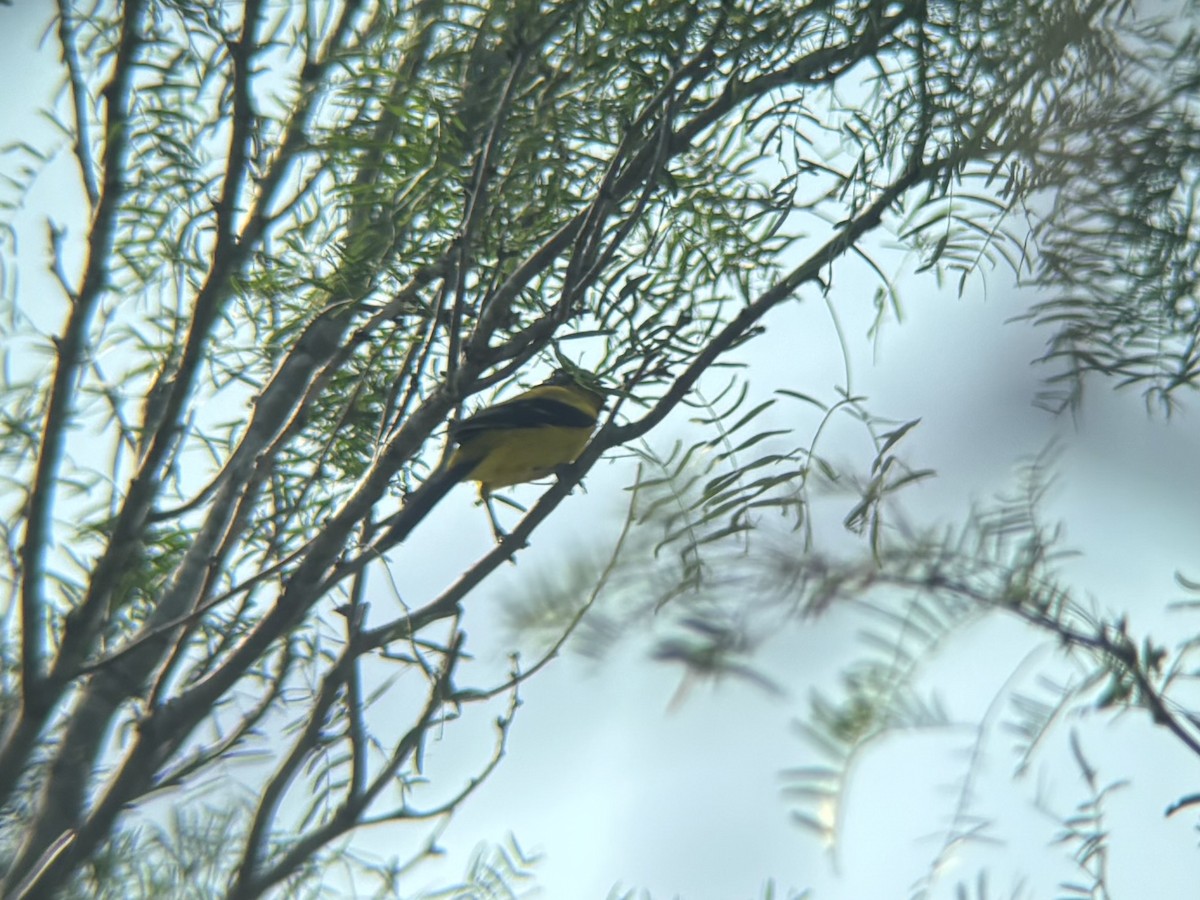 Audubon's Oriole - ML636885002