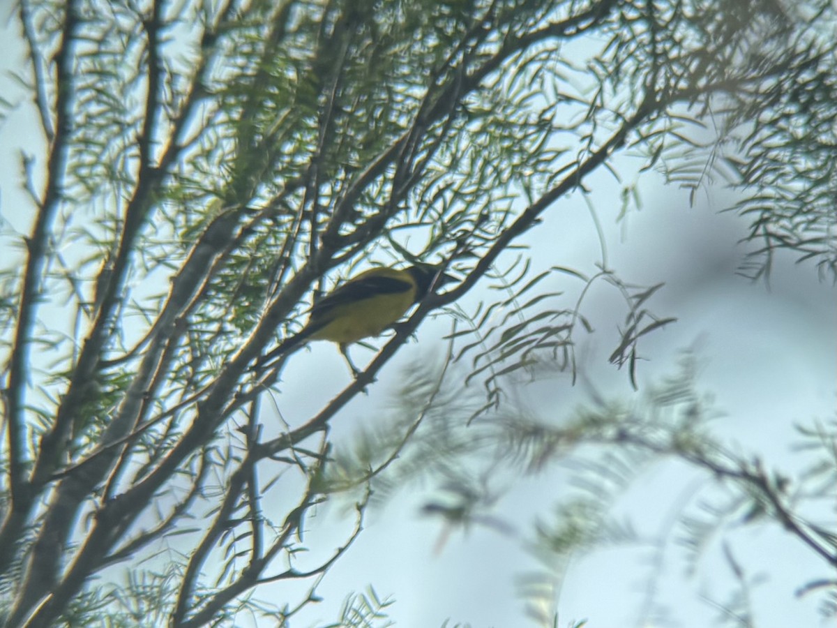 Audubon's Oriole - ML636885003
