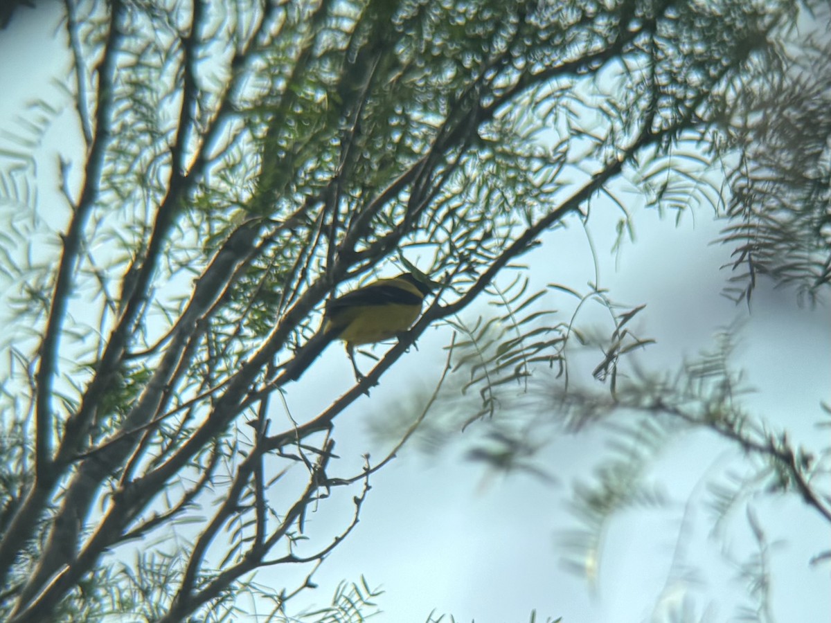 Audubon's Oriole - ML636885004
