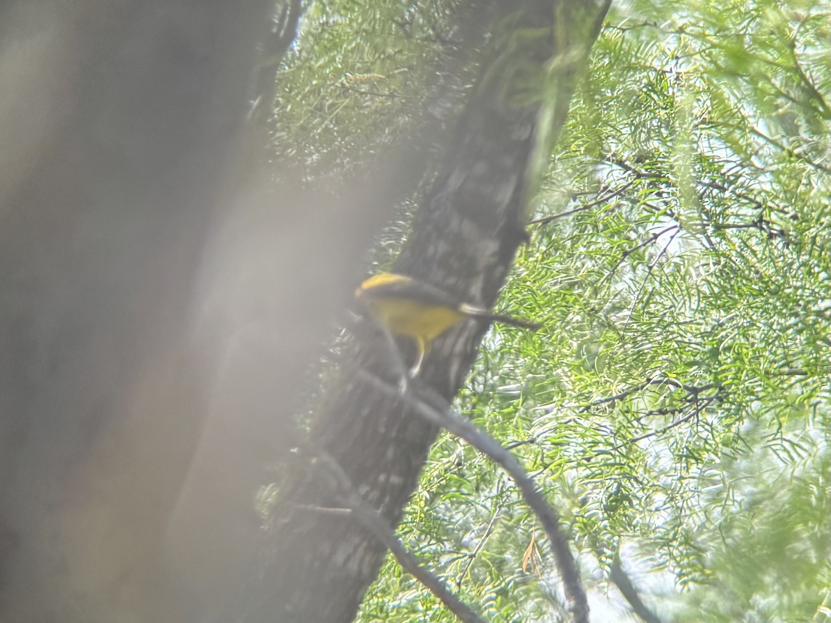 Audubon's Oriole - ML636885005