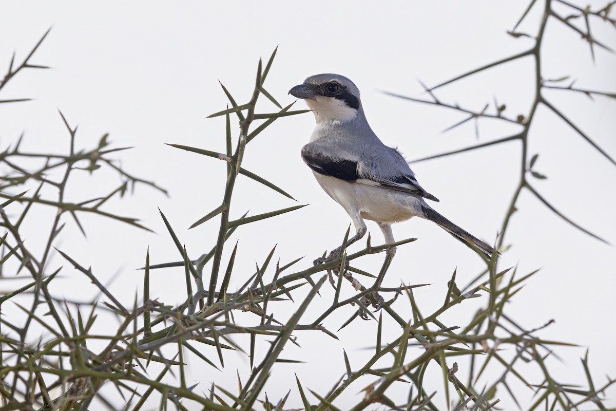 Great Gray Shrike (Sahara) - ML636885035