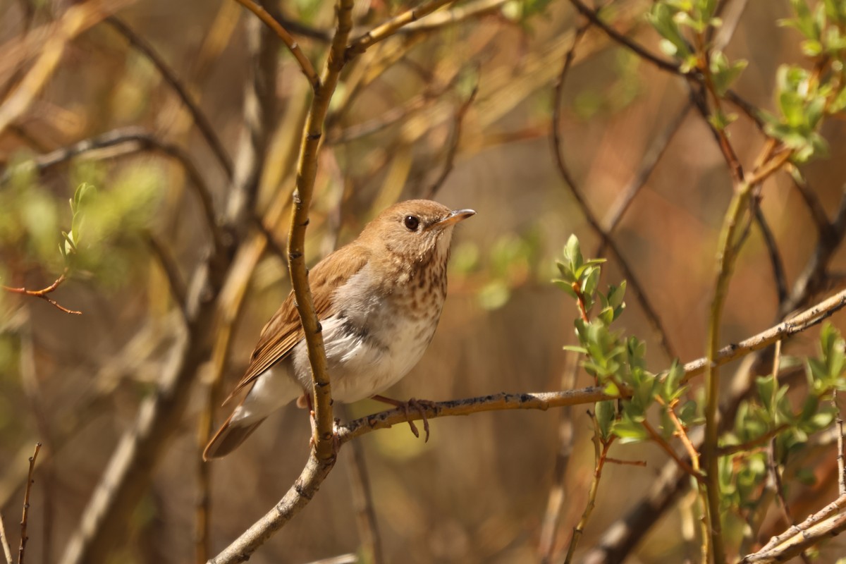 drozd hnědavý - ML636885041