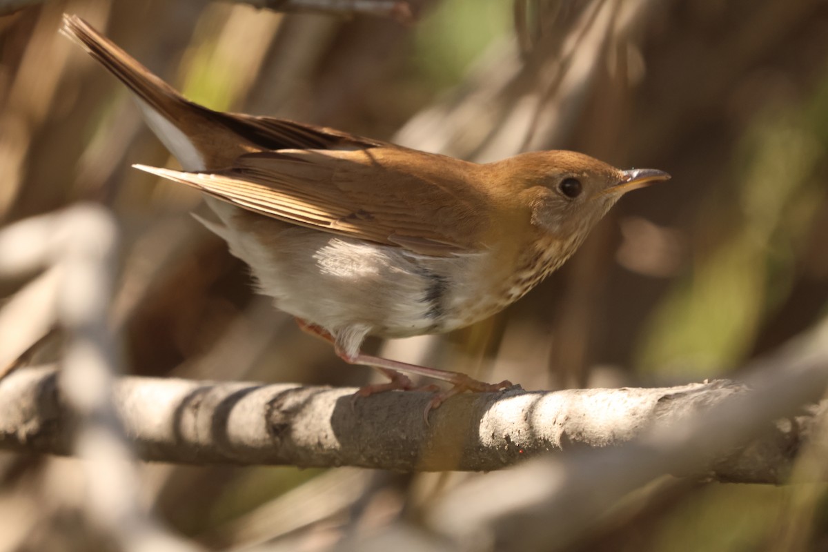 drozd hnědavý - ML636885042