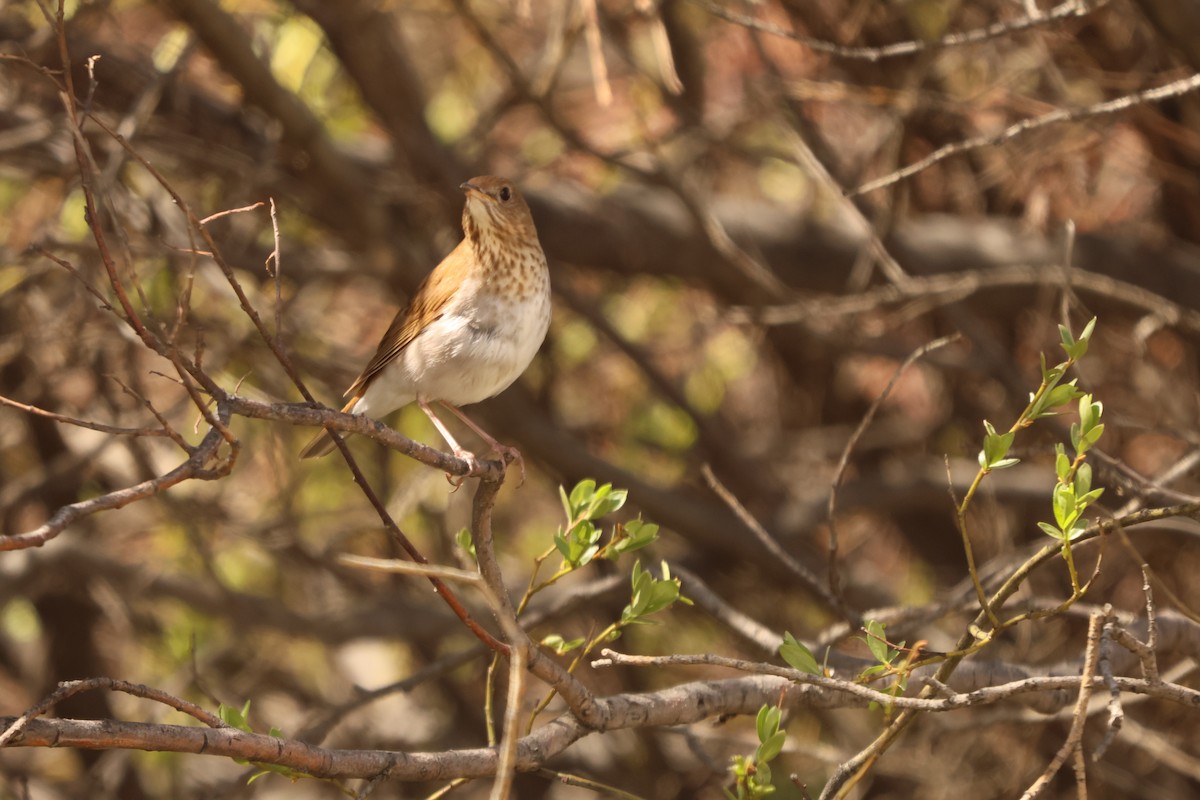 drozd hnědavý - ML636885043